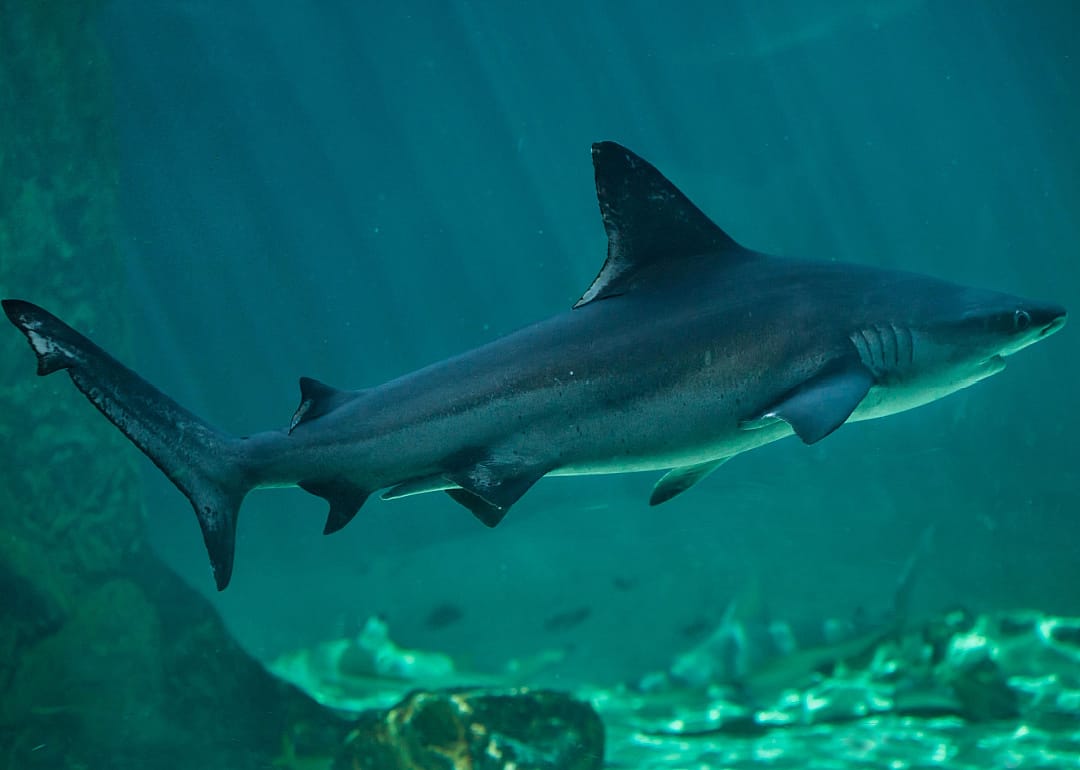 Sandbar (brown) Shark