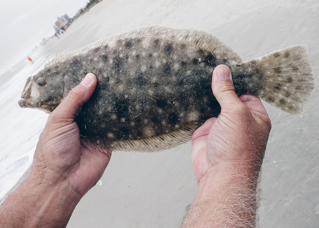 Summer Flounder