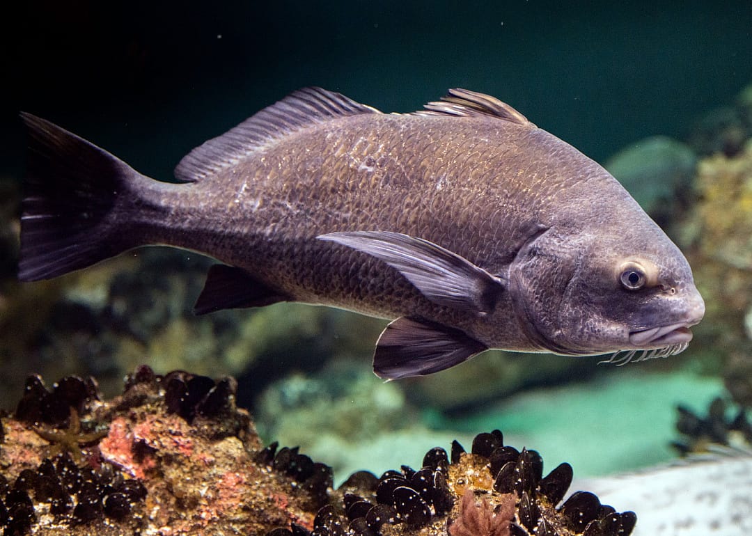 Black Drum