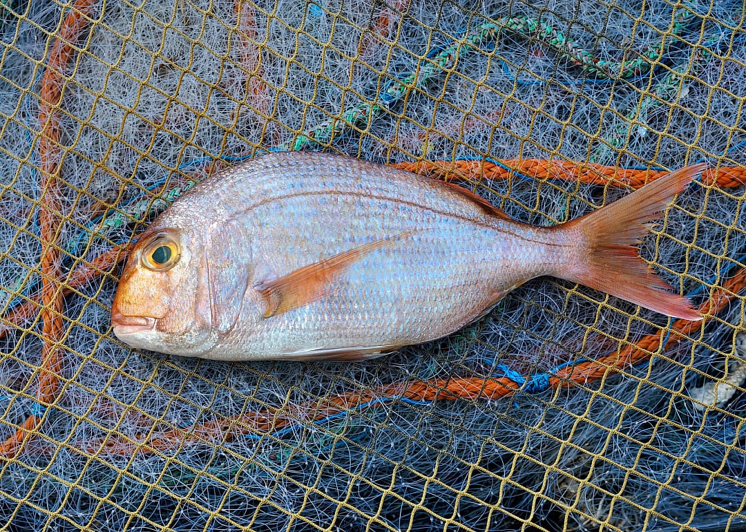 Porgy