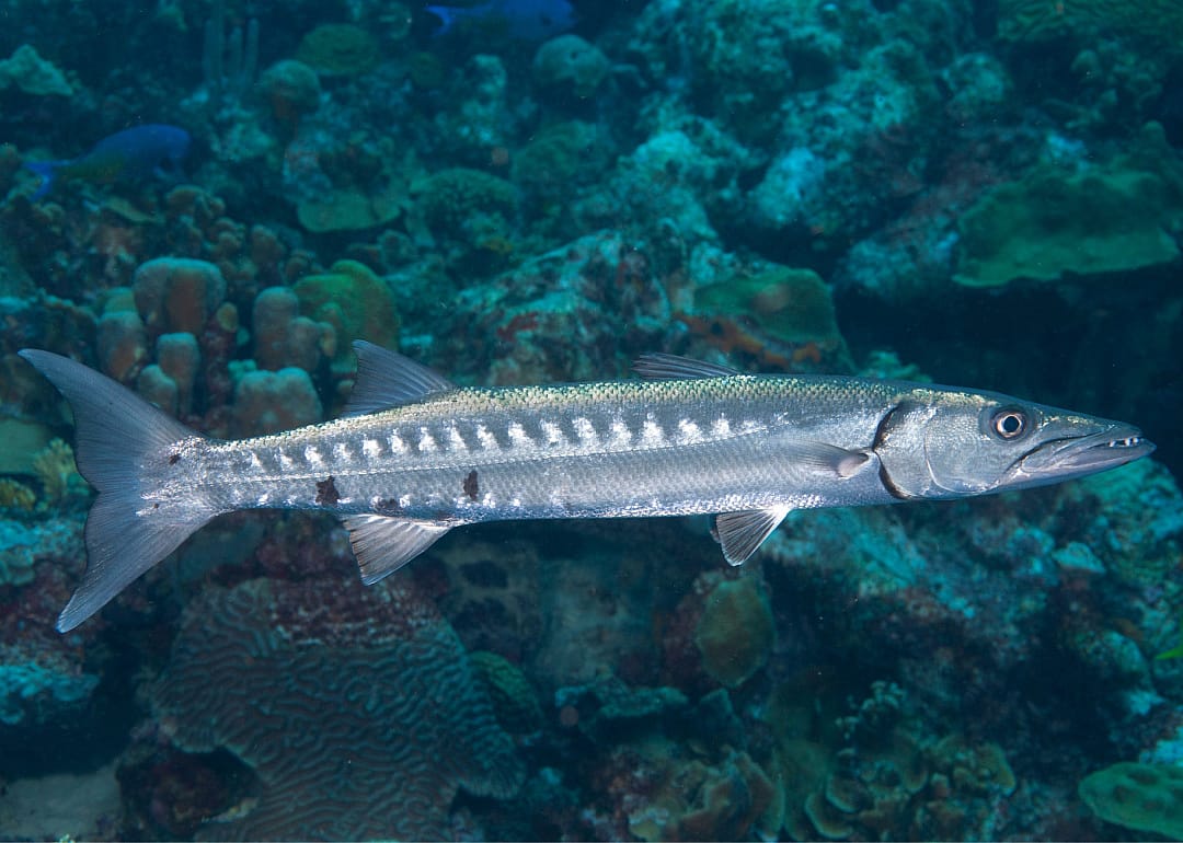 Great Barracuda