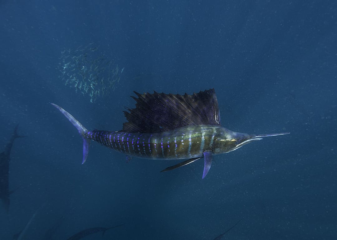 Sailfish