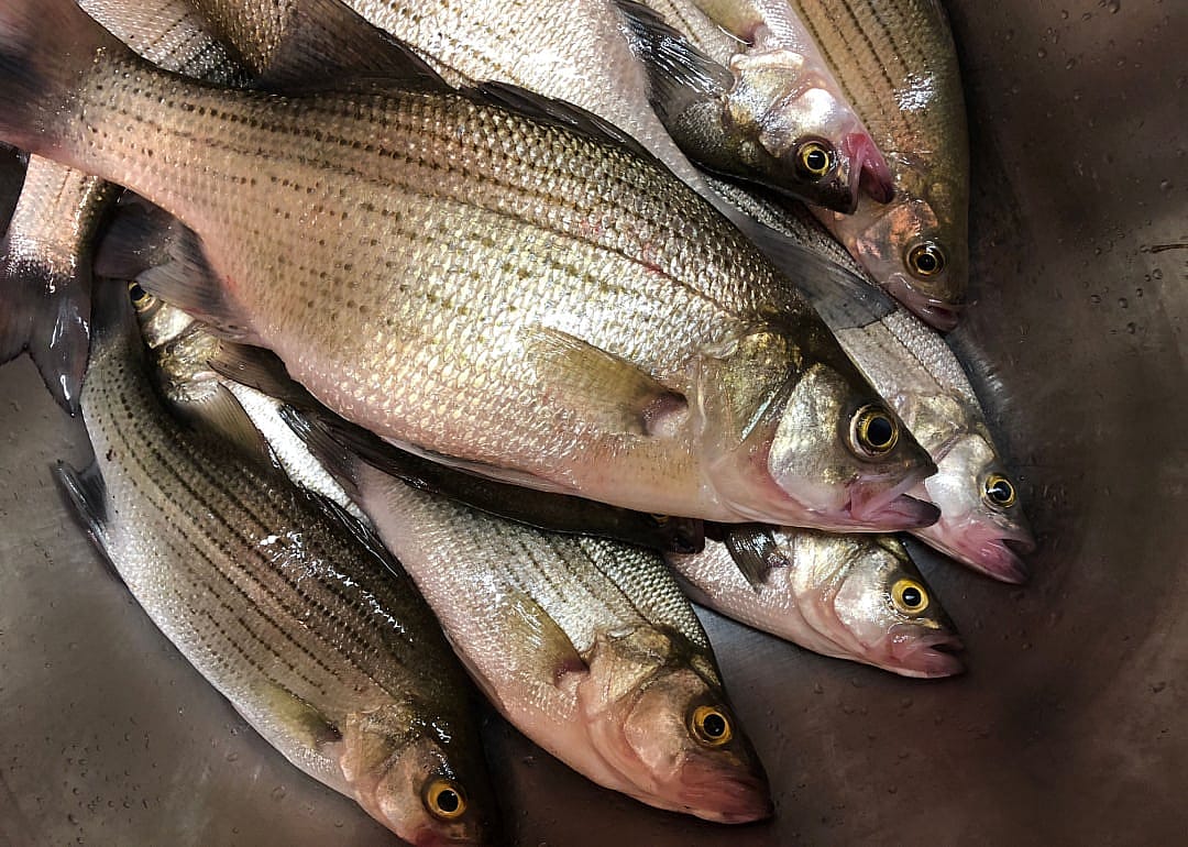 White Bass