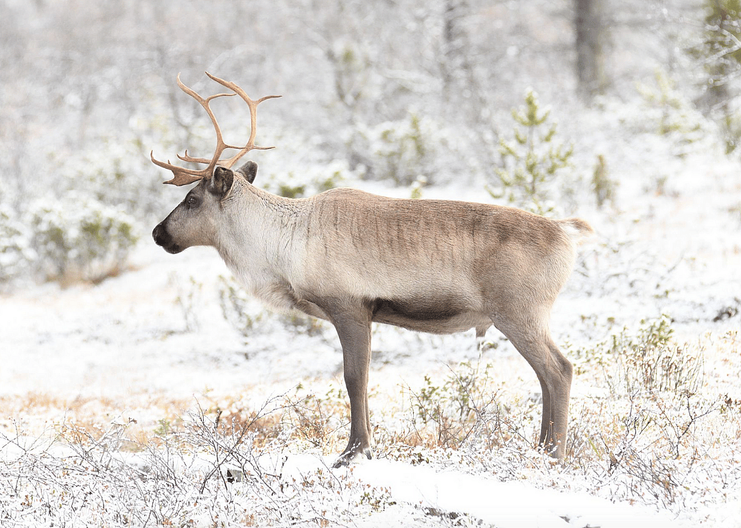 Caribou