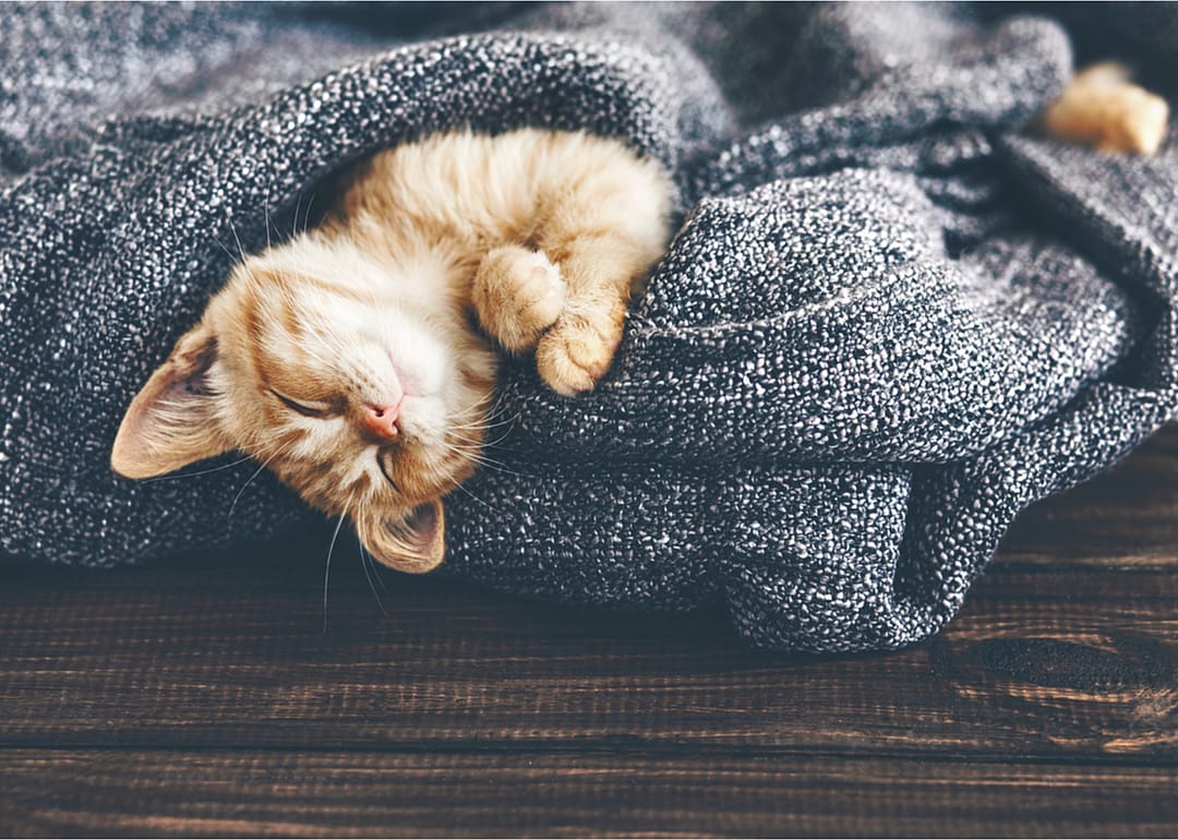 What's up with my cat's super-long cat naps?