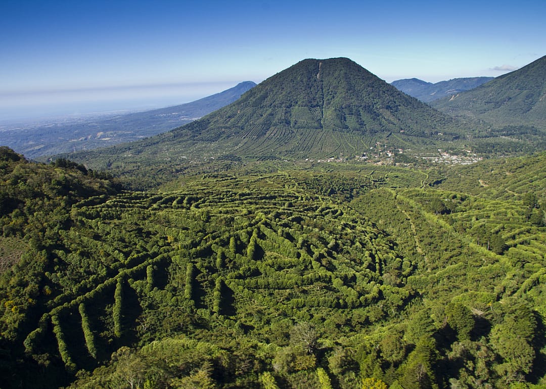 Coffee growing in mountains of El Salvador.