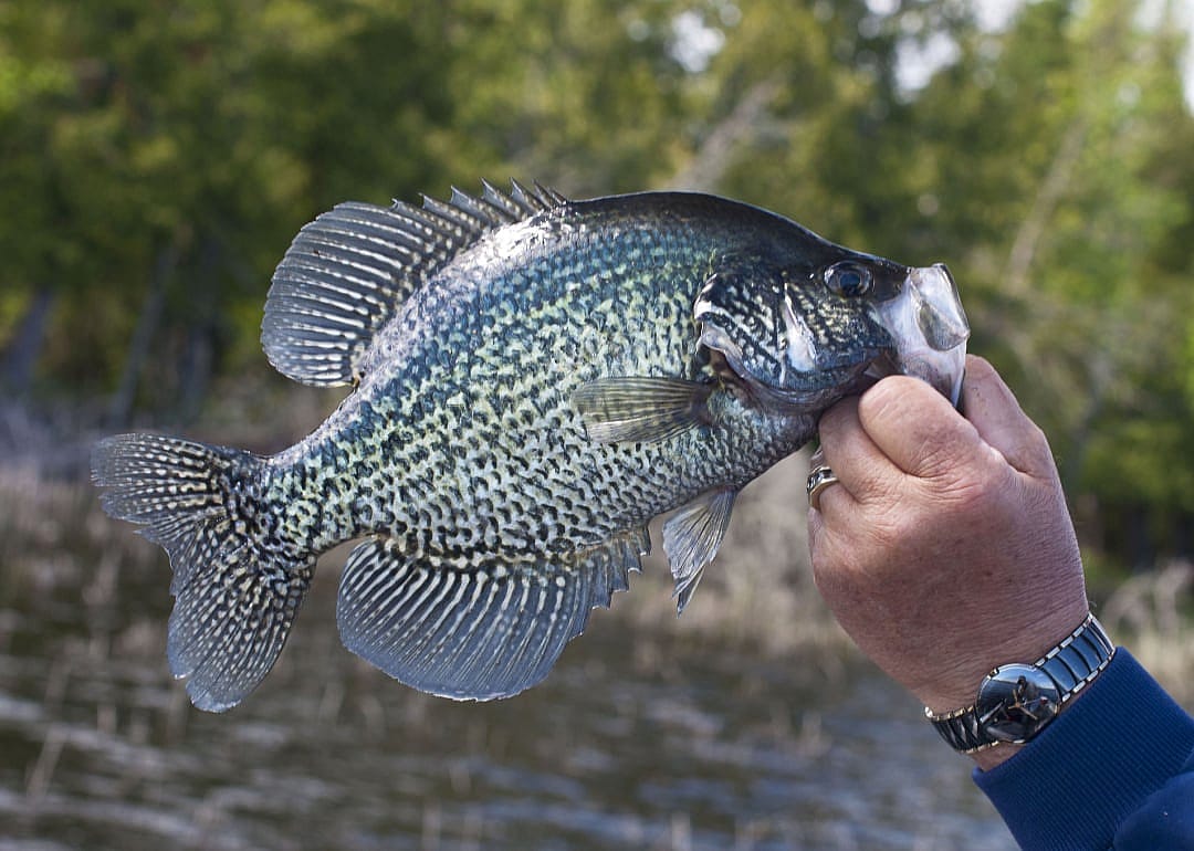 Black Crappie
