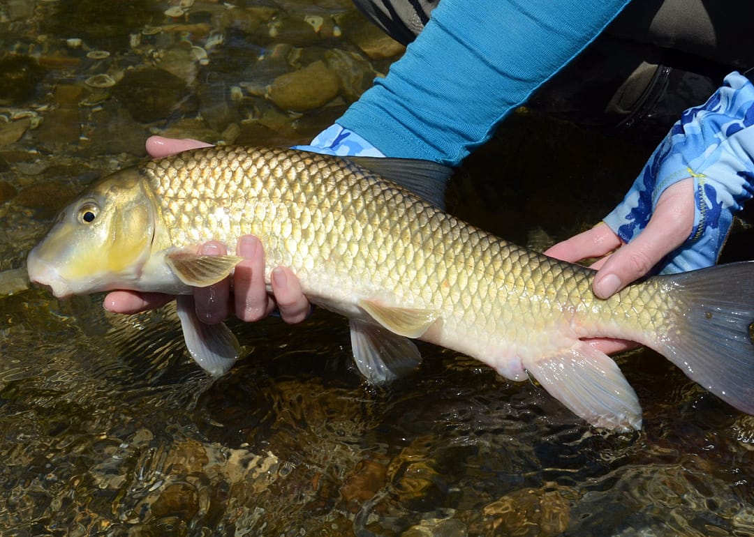 Golden Redhorse