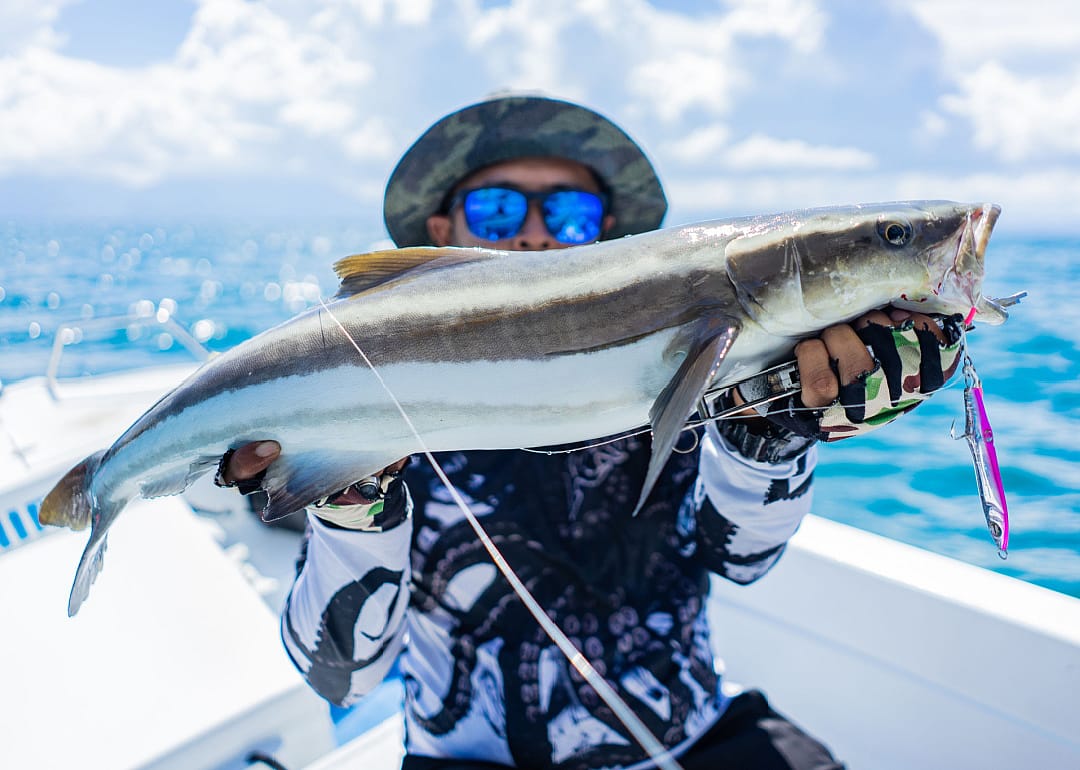 Cobia