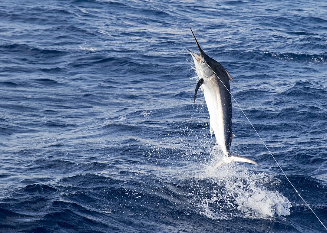 Longbill Spearfish