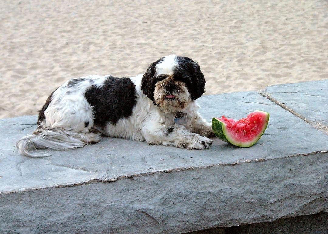 Yes: Watermelon
