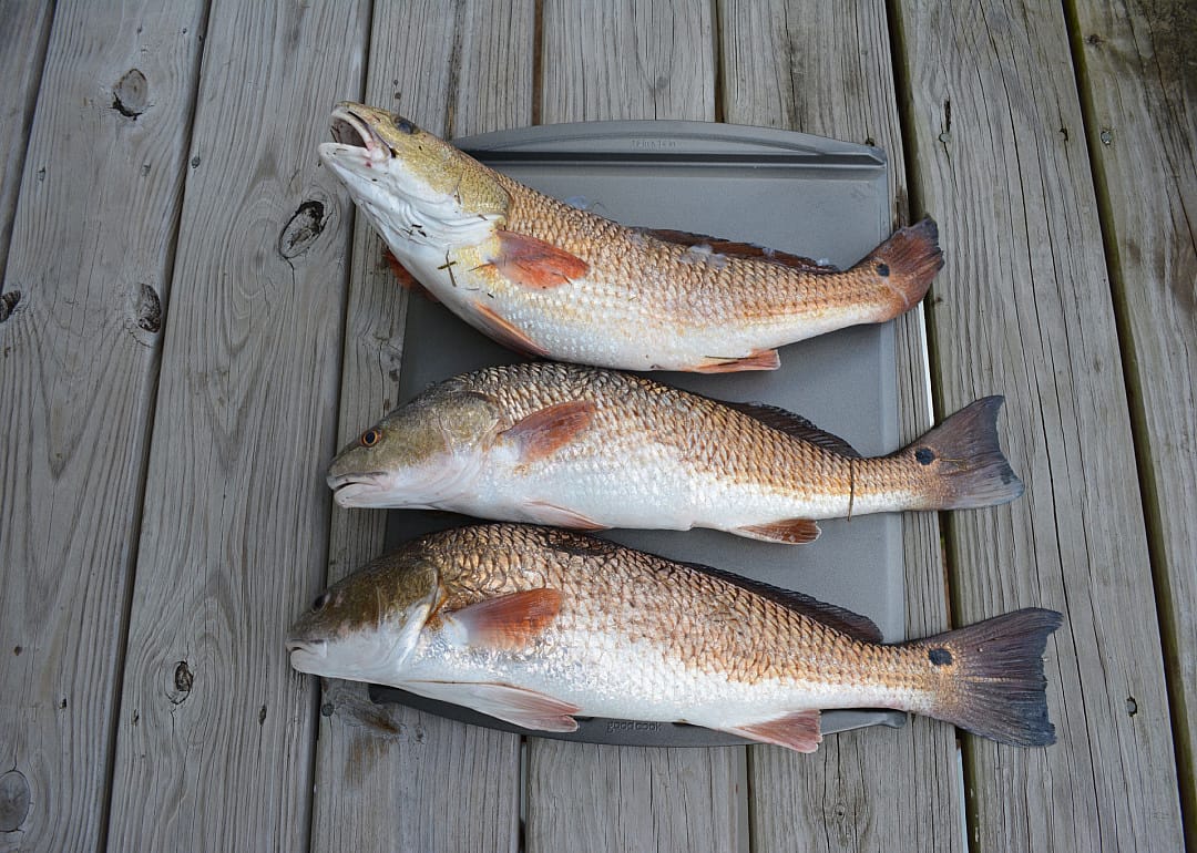 Red Drum