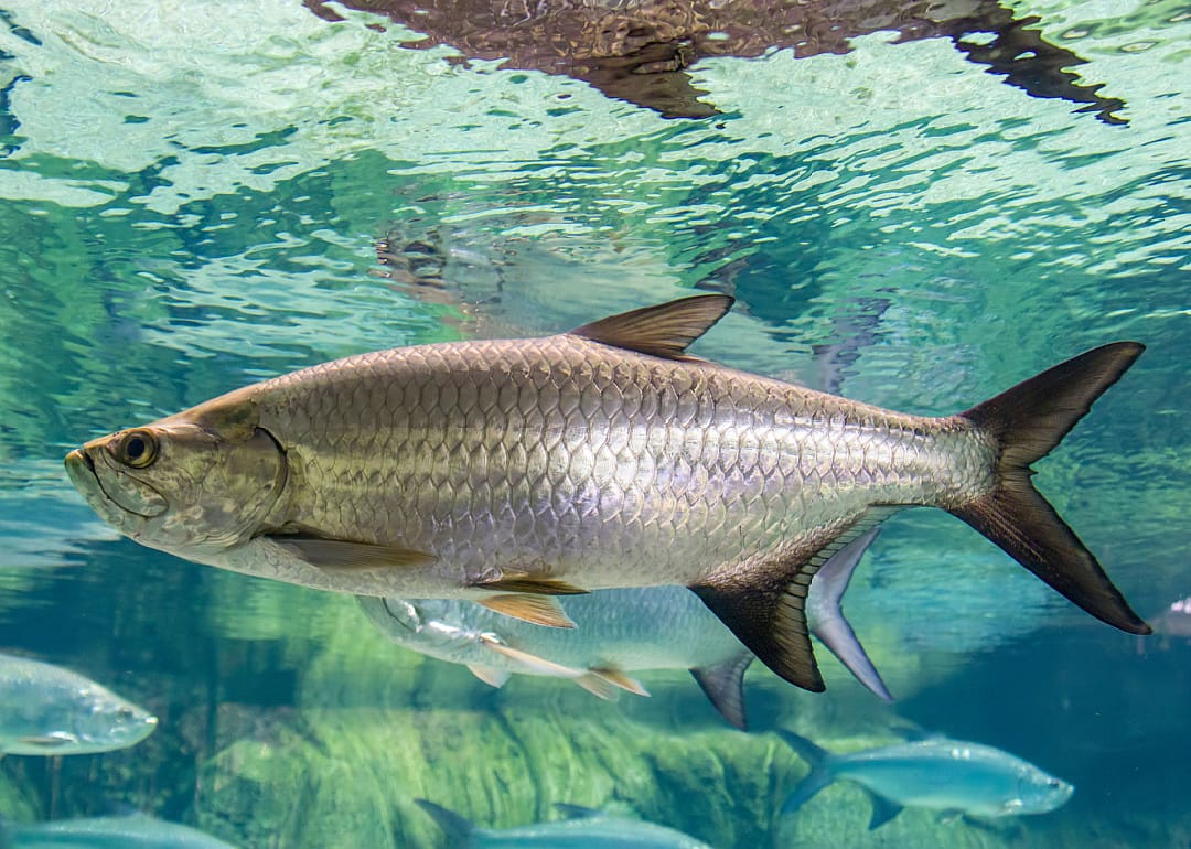 Tarpon