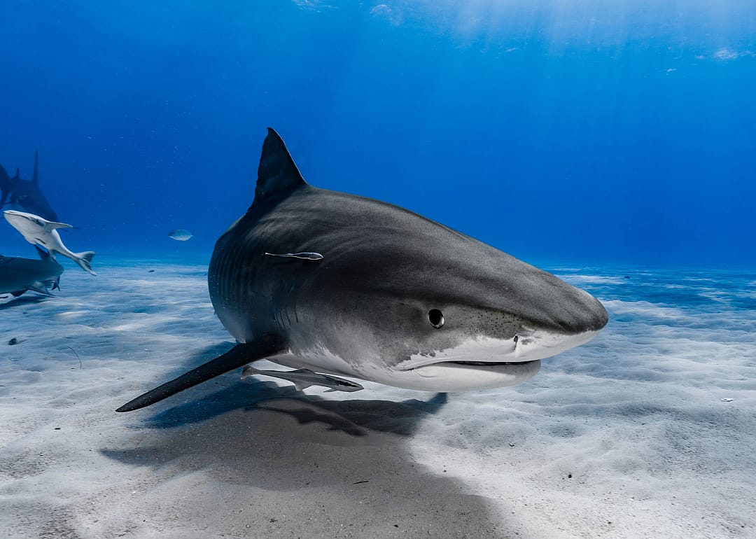 Tiger Shark