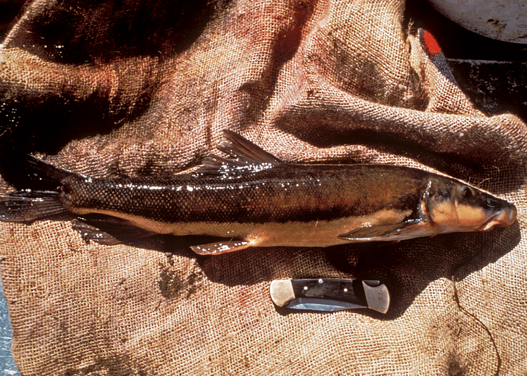Longnose Sucker