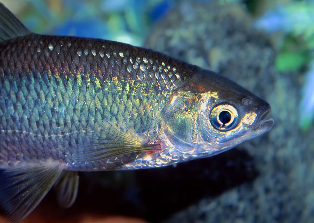 Golden Shiner