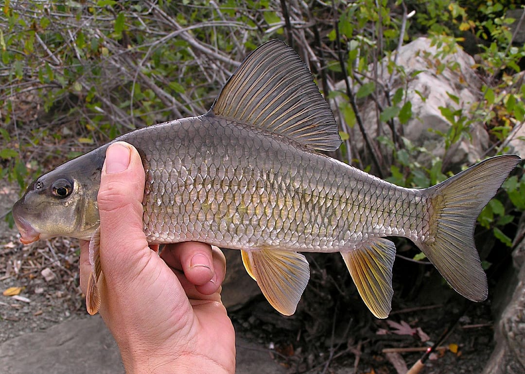 Silver Redhorse