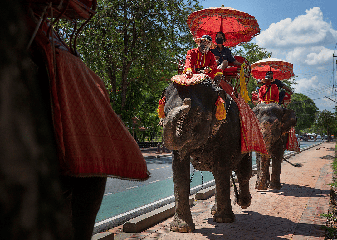 Elephants in Thailand at risk