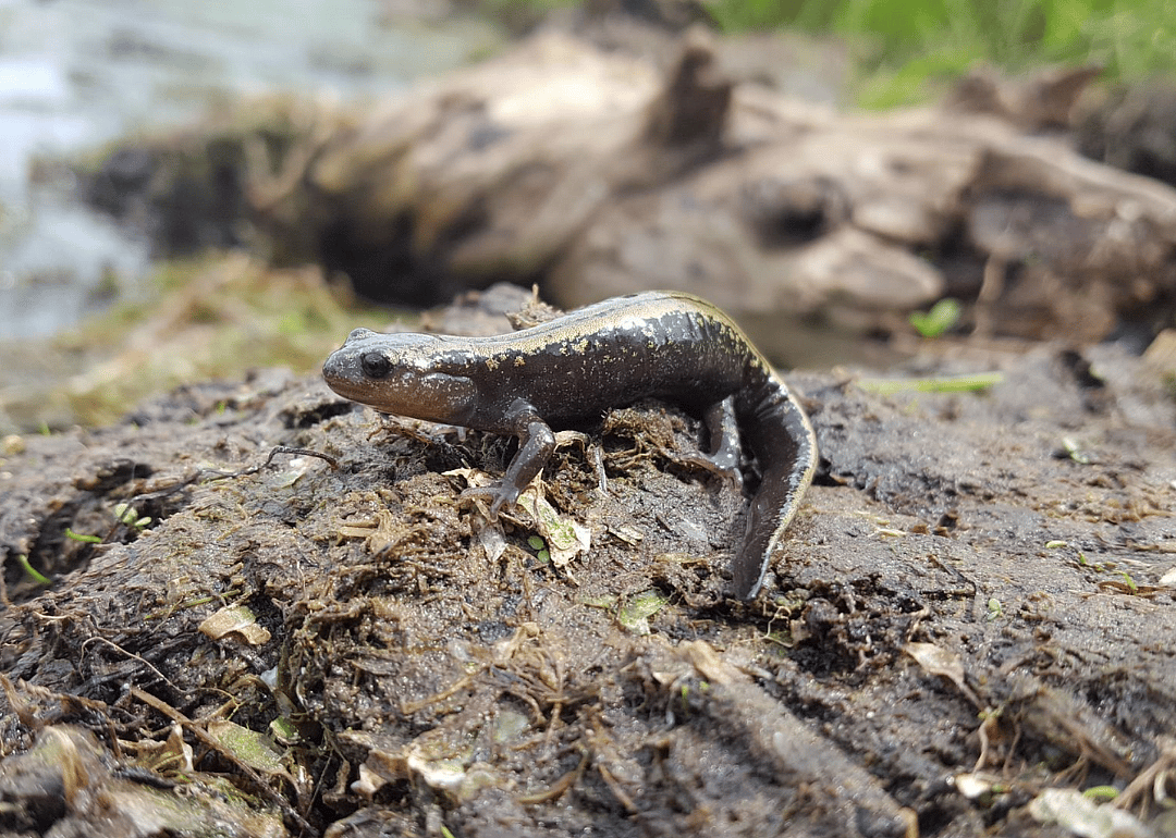 Siberian salamander