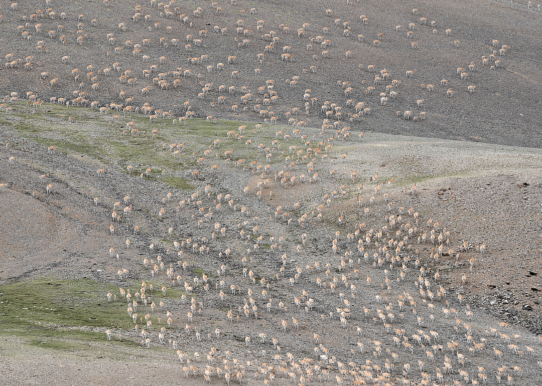 Safe haven for the Tibetan antelope
