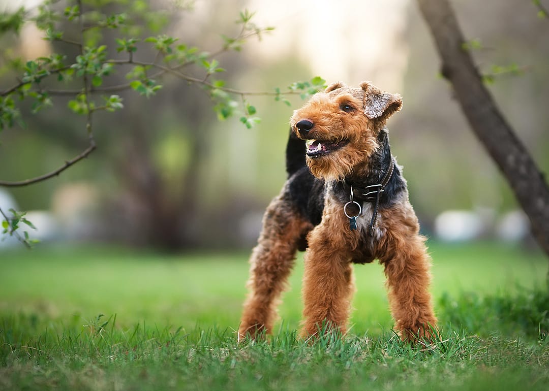 Welsh terrier standing in grass.