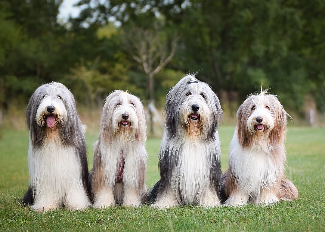 Portrait of four seated bearded collies.