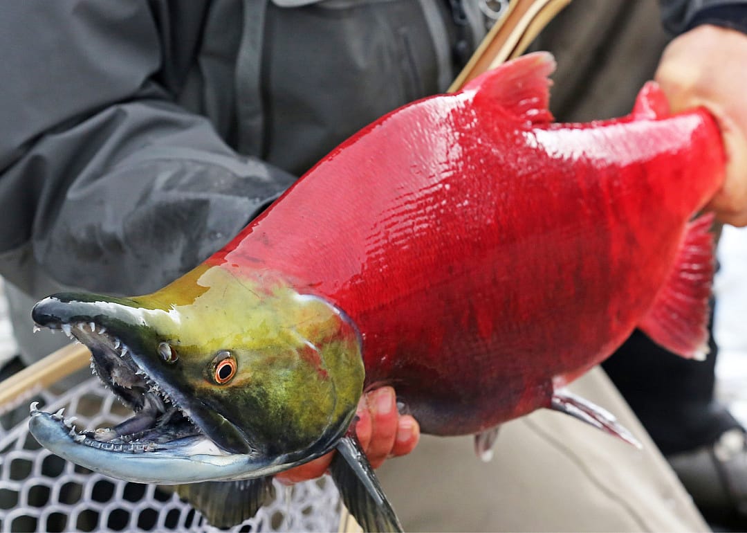 Sockeye Salmon