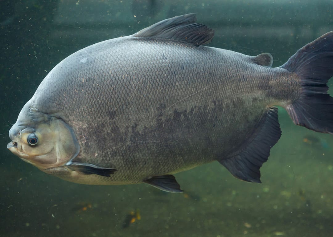 Pacu