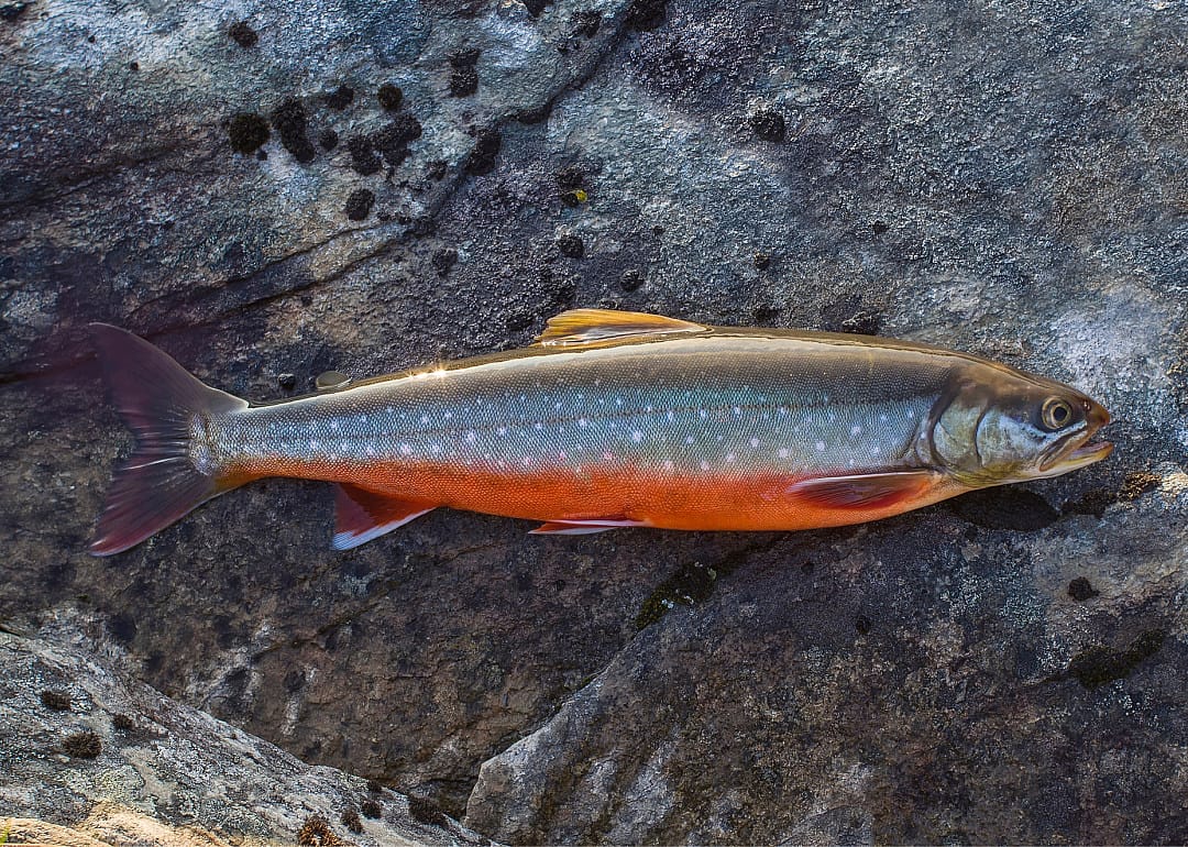 Arctic Char