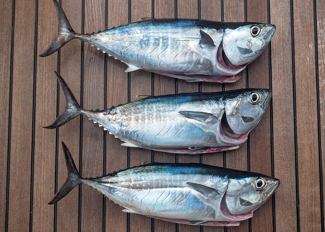 False Albacore