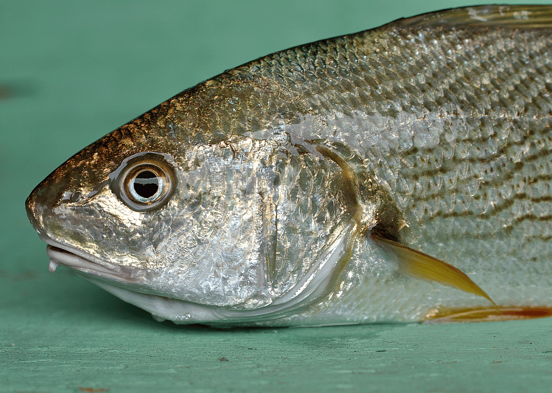 Atlantic Croaker