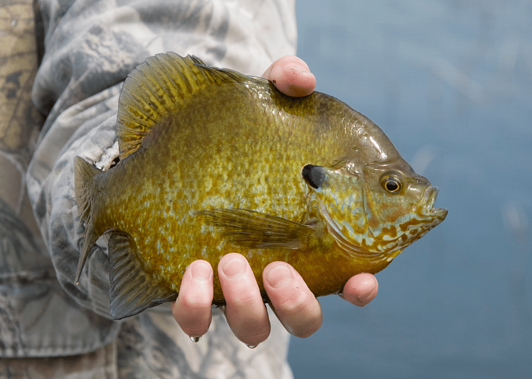 Spotted Sunfish
