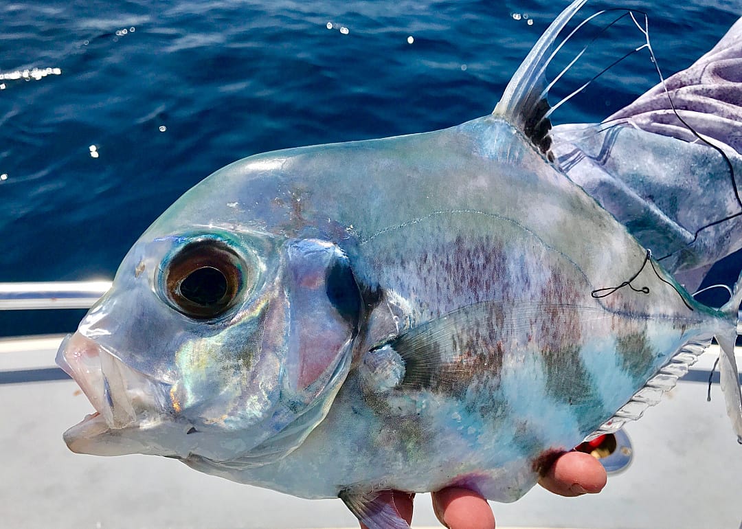 African Pompano