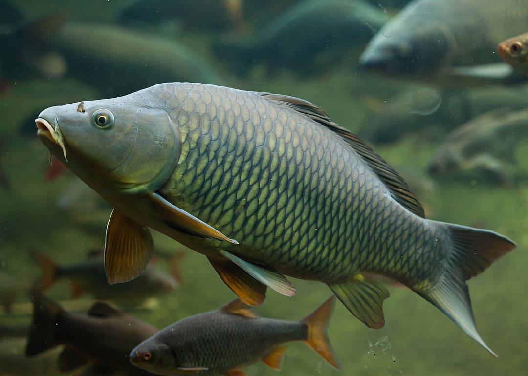Common Carp