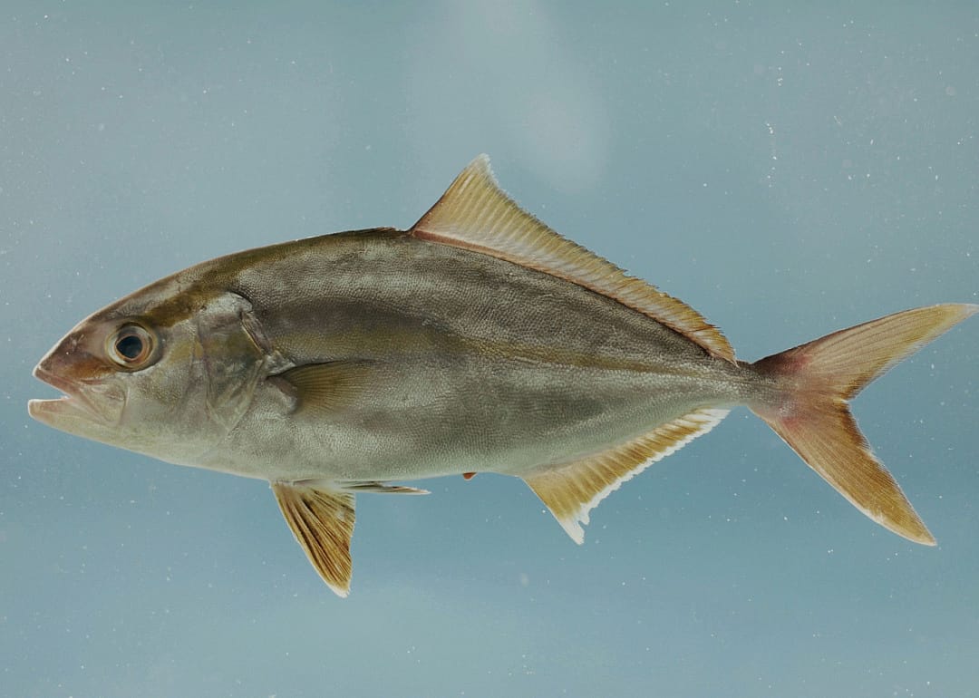 Amberjack