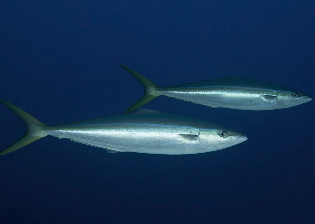 Rainbow Runner
