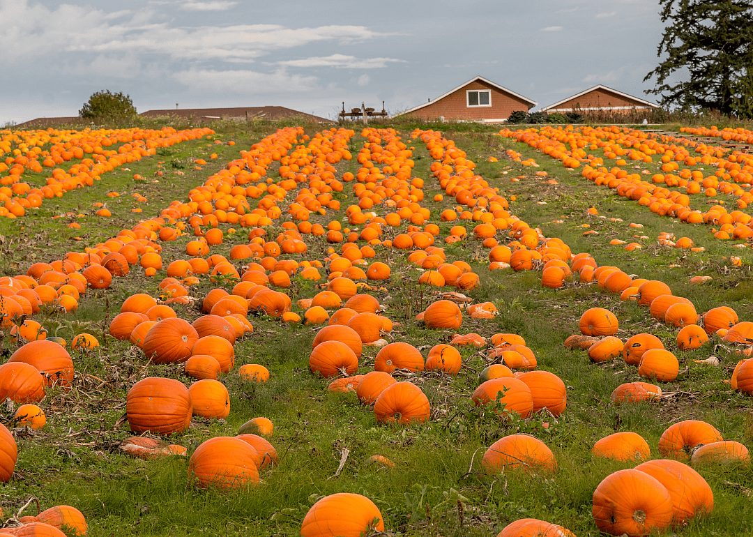 Illinois is the top pumpkin-producing state.