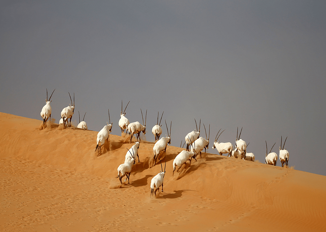 Oryx on the edge