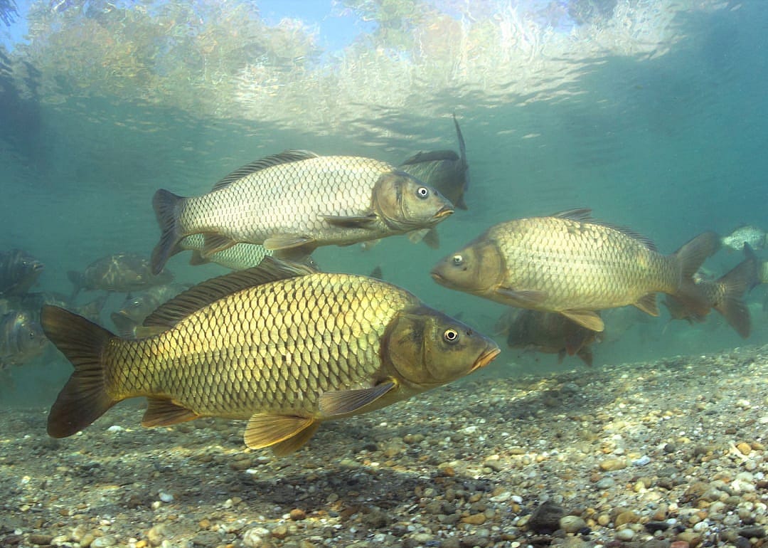 Carp