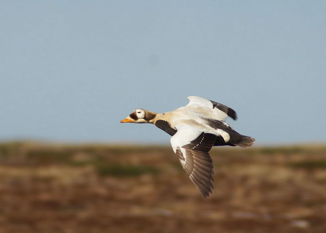 Spectacled eider