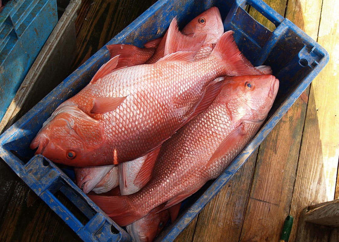 Red Snapper