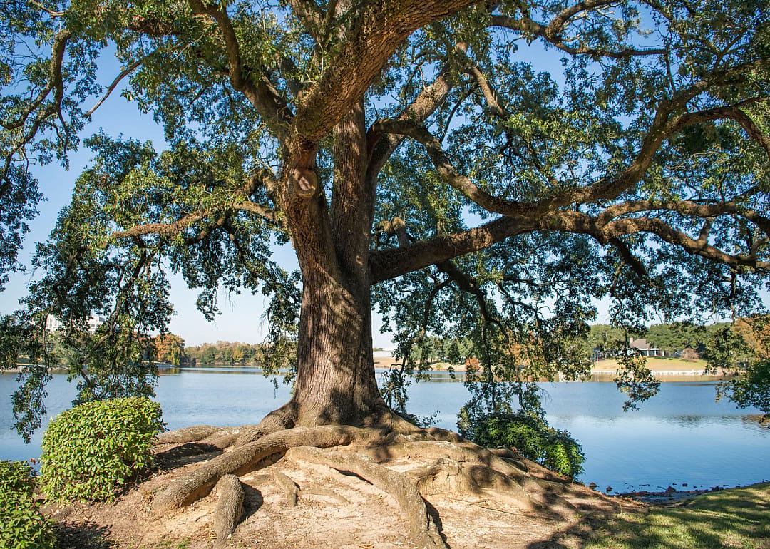 A beautiful old tree.