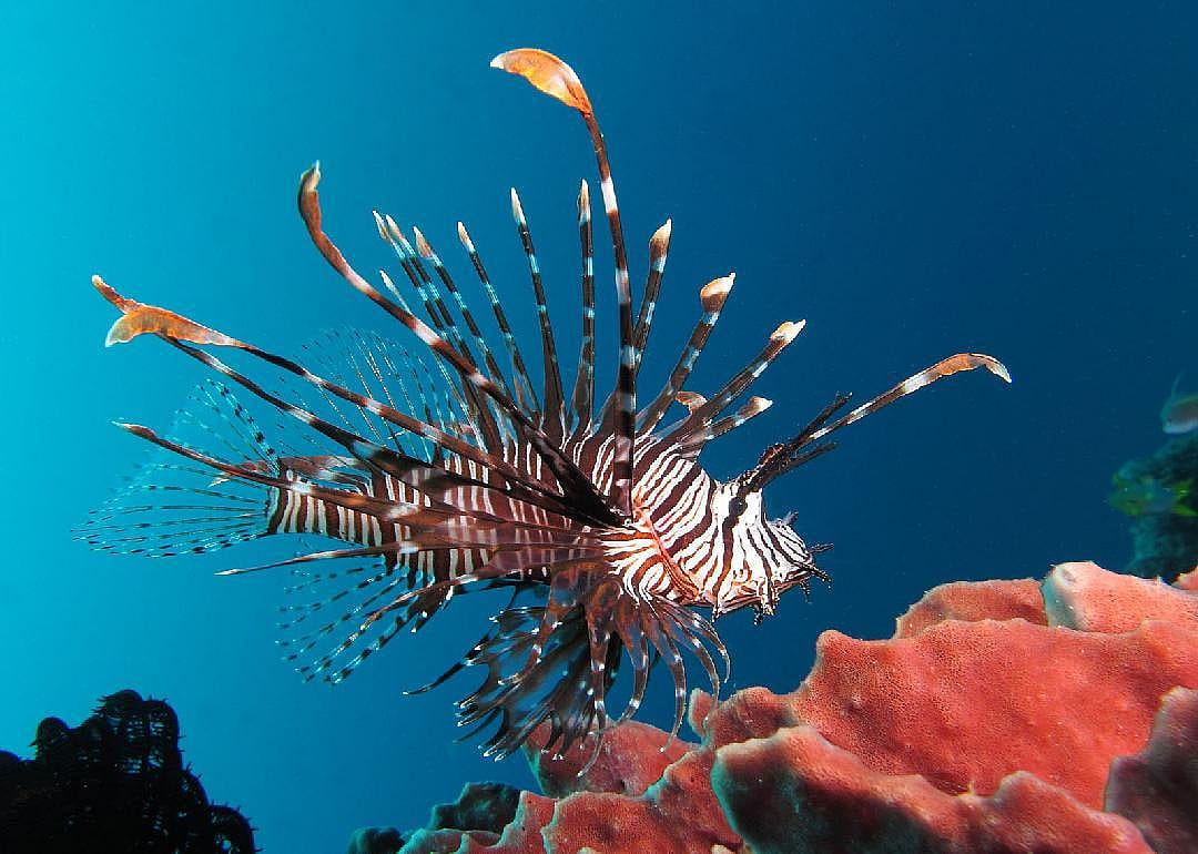 Key Largo, FL: REEF Lionfish Derby