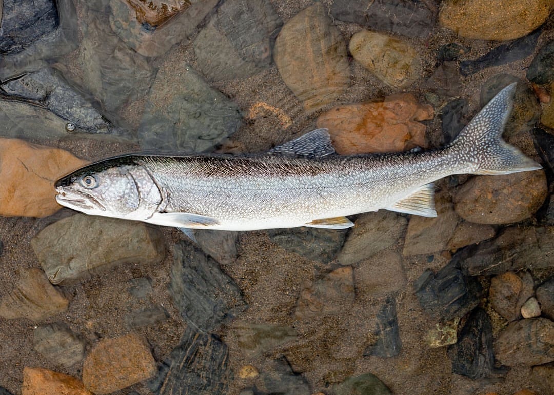 Lake Trout