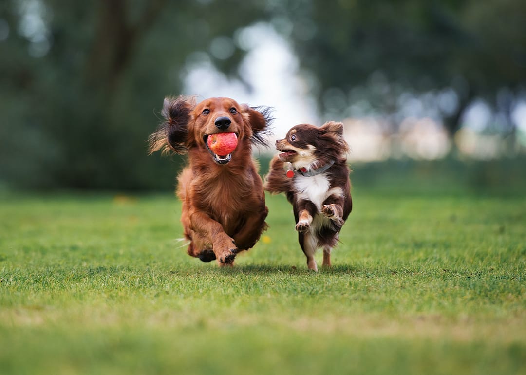 Food that meets your dog's activity level