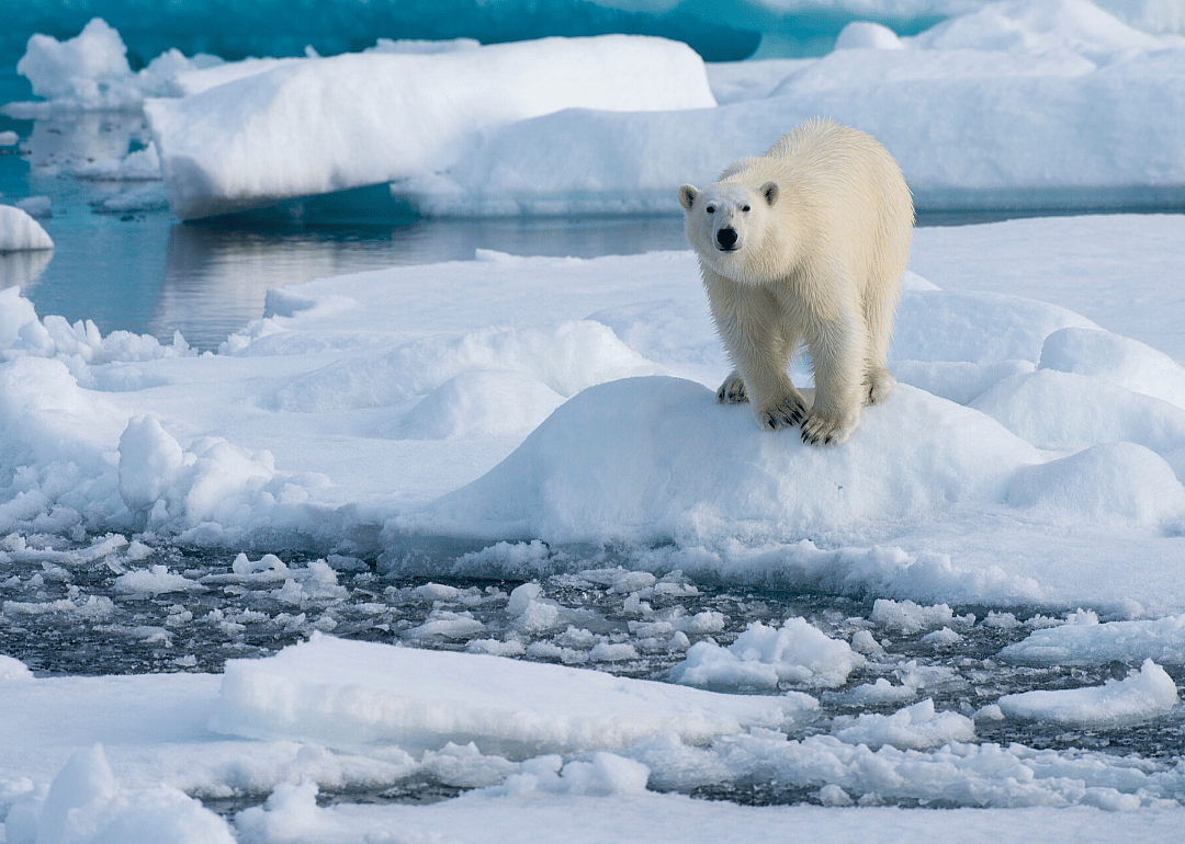 Polar bear