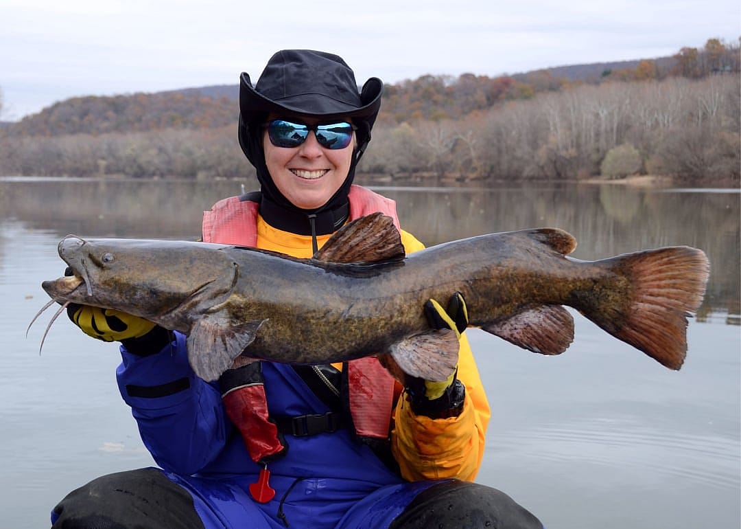 Flathead Catfish