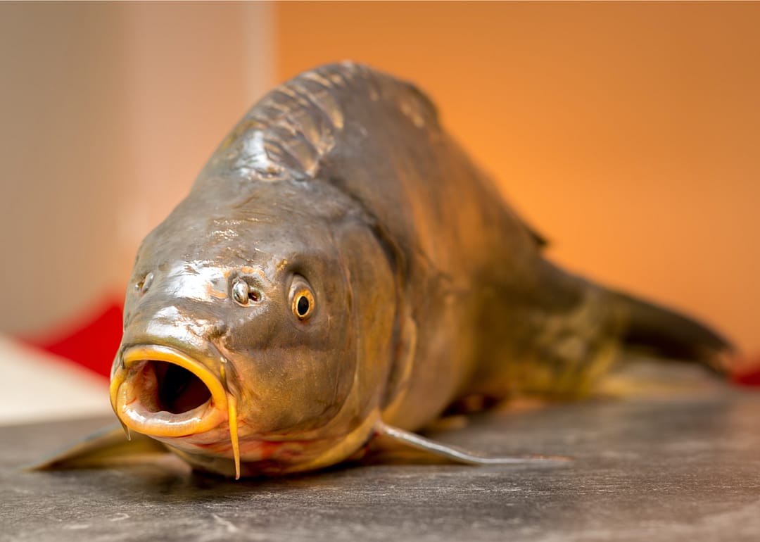 A close up of a carp.