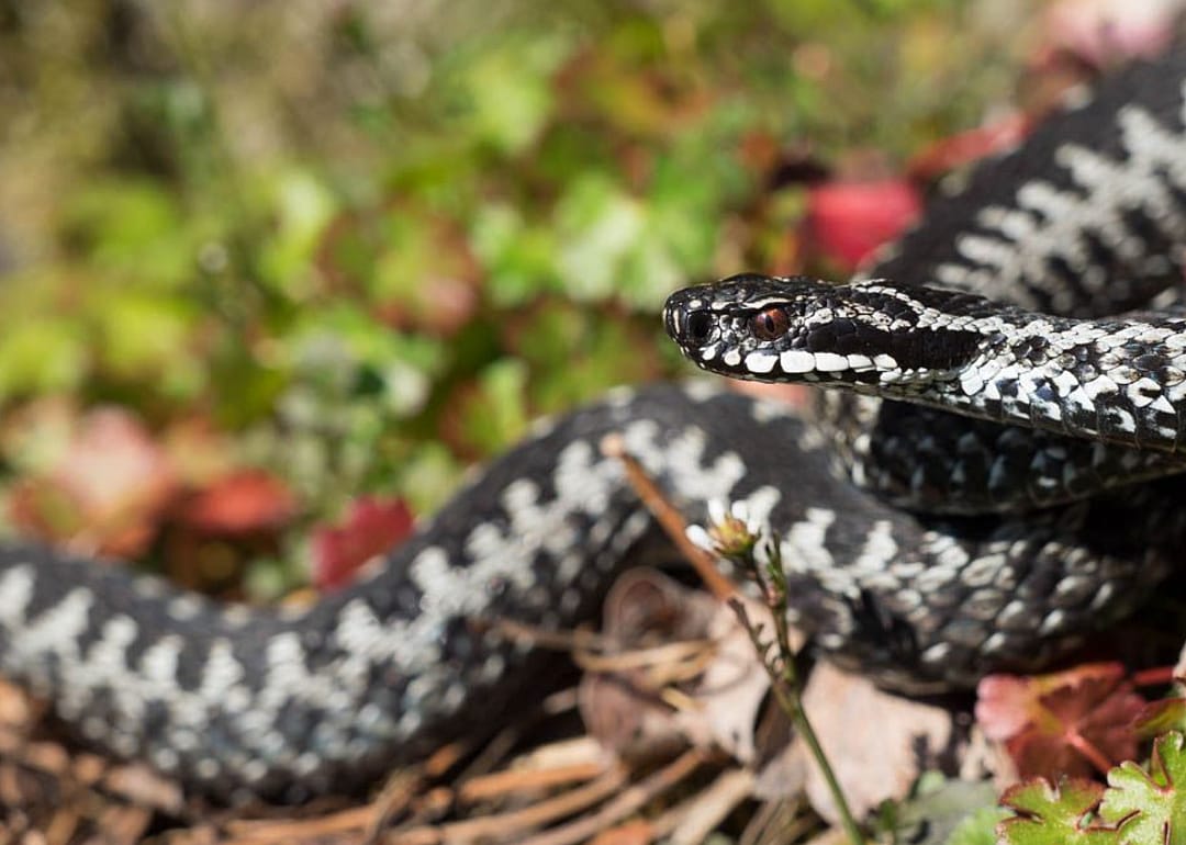 Northern viper
