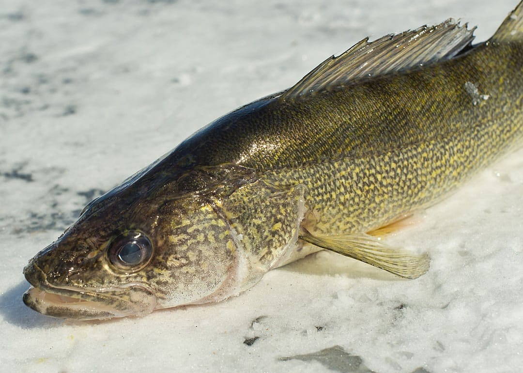 Sauger